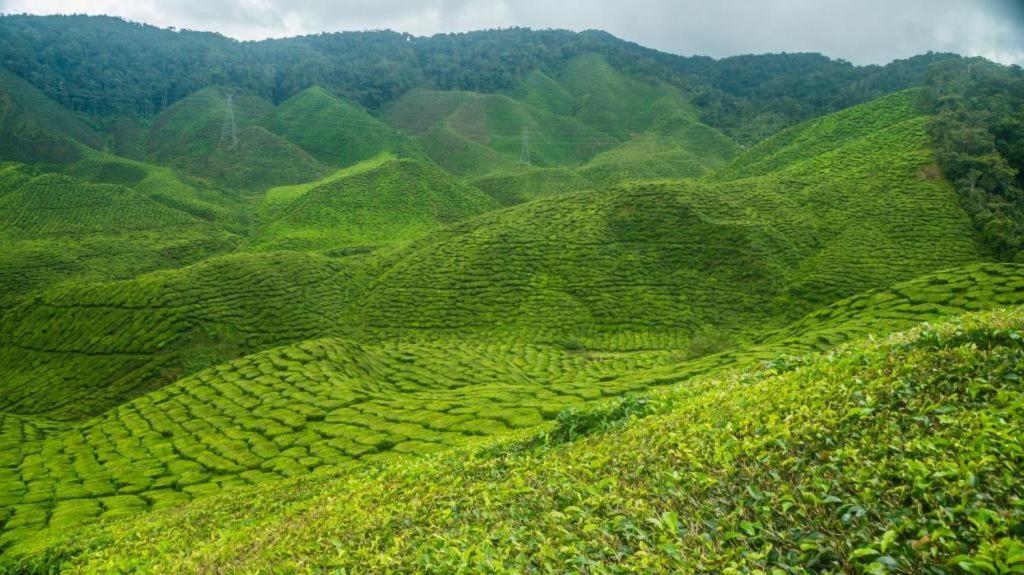 Netasha Holiday Inn And Apartment Cameron Highlands Exterior foto